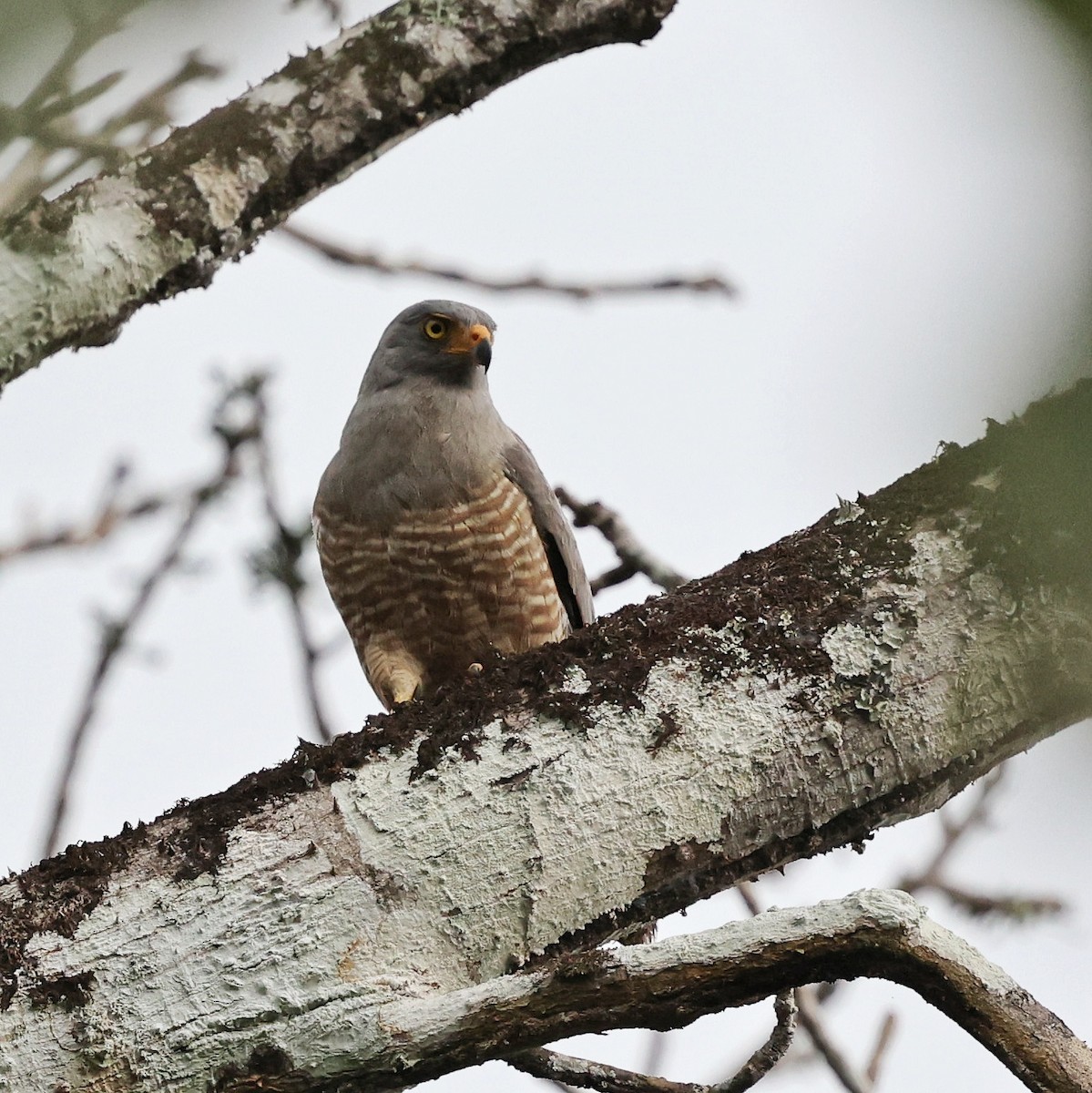 Roadside Hawk - ML649459966