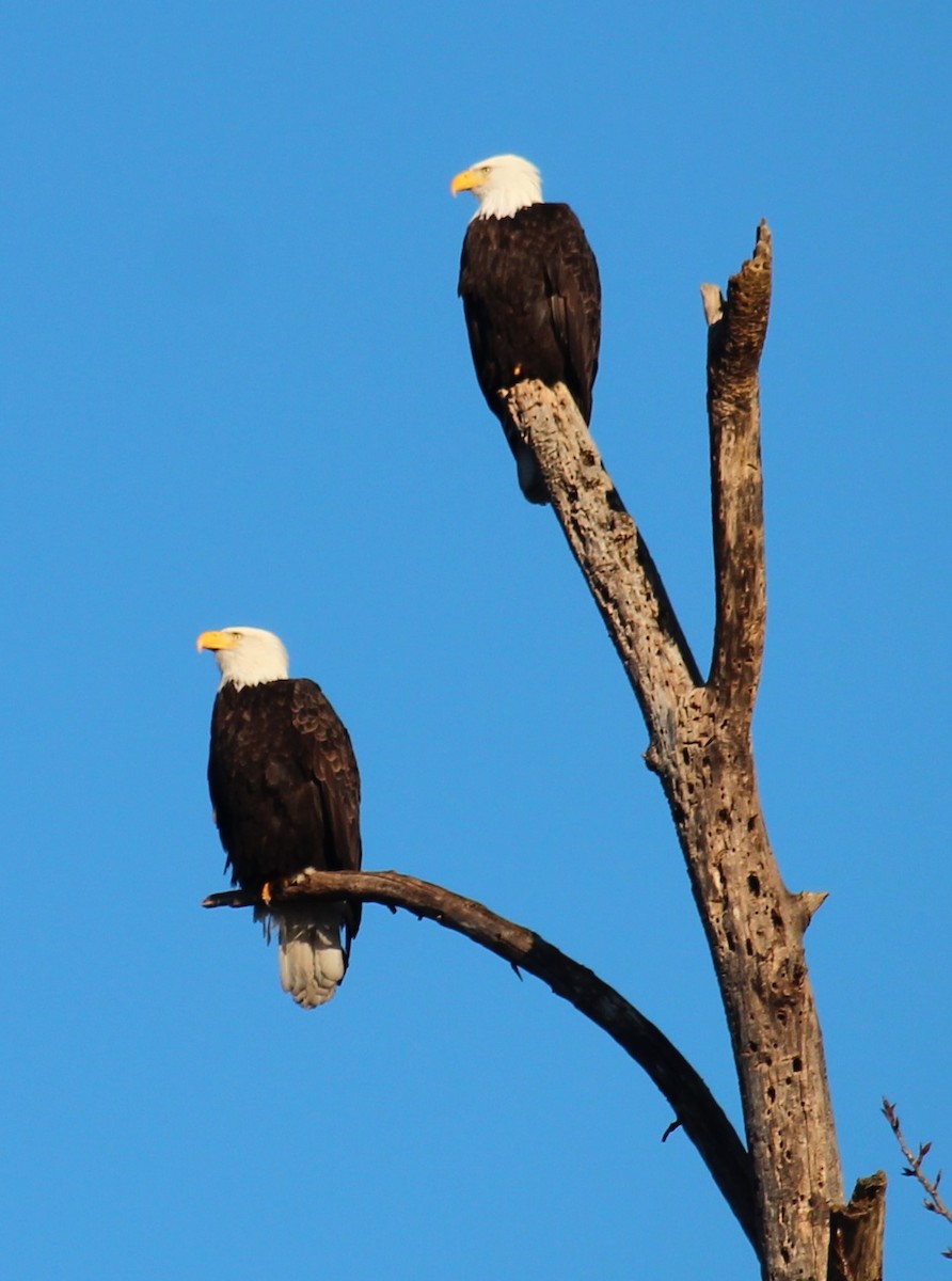עיטם לבן-ראש - ML649459967