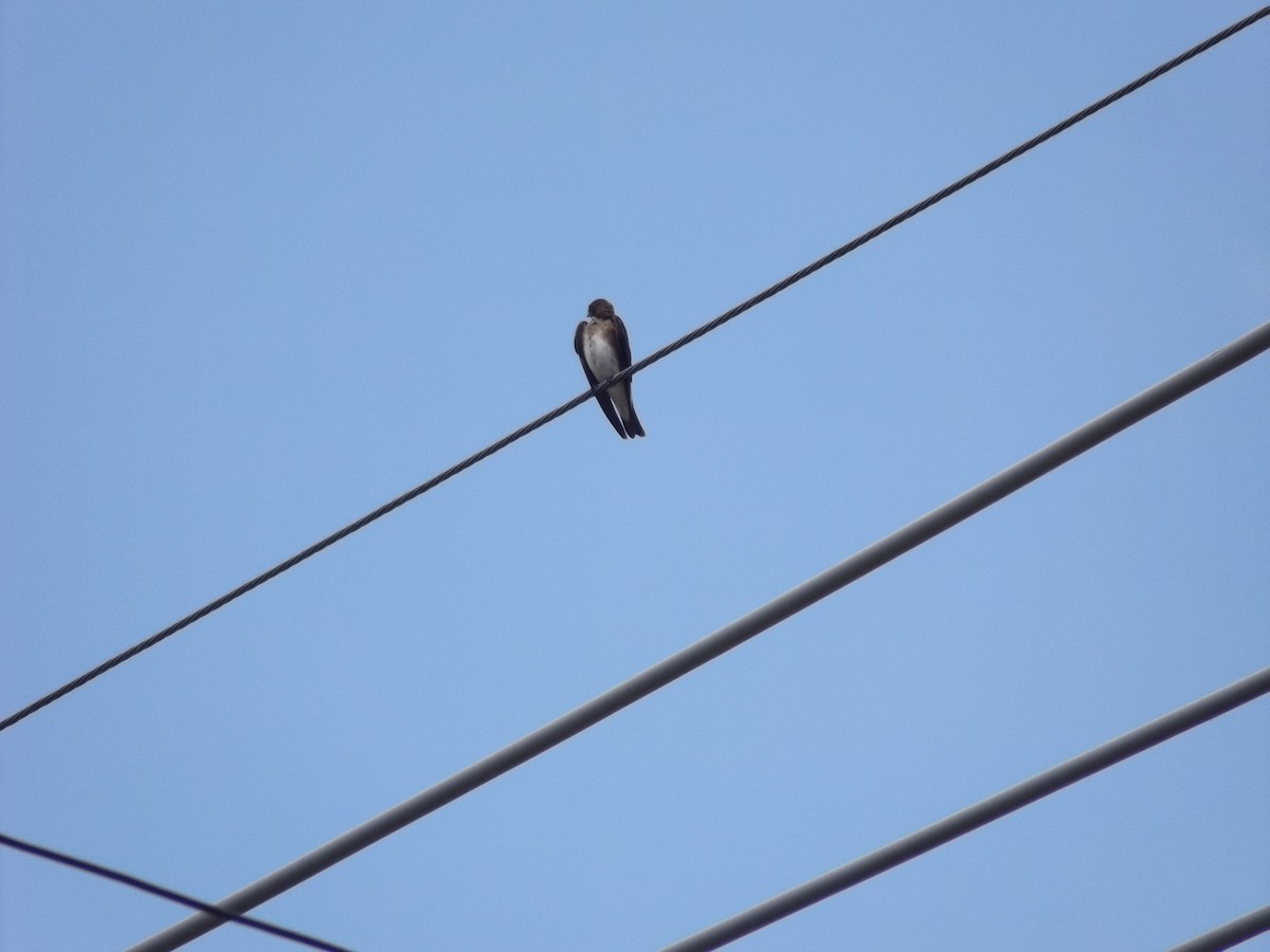 Gray-breasted Martin - ML649459968