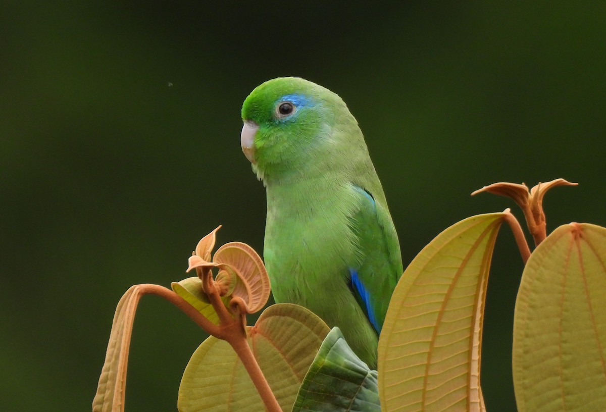 Spectacled Parrotlet - ML649459969