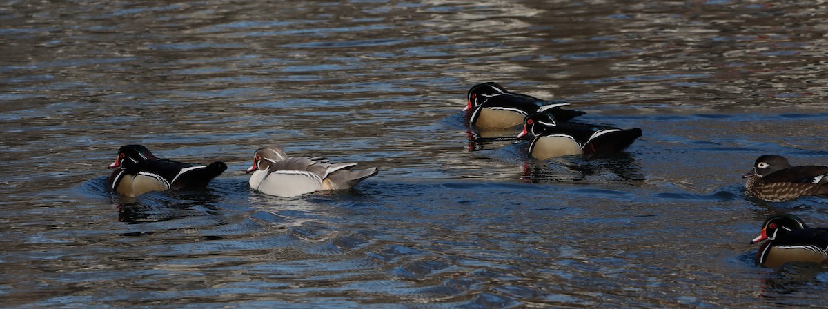 מנדרין אמריקני - ML649459970