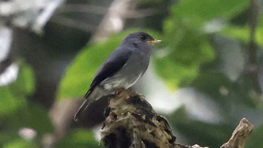 Yellow-footed Flycatcher - ML649459993