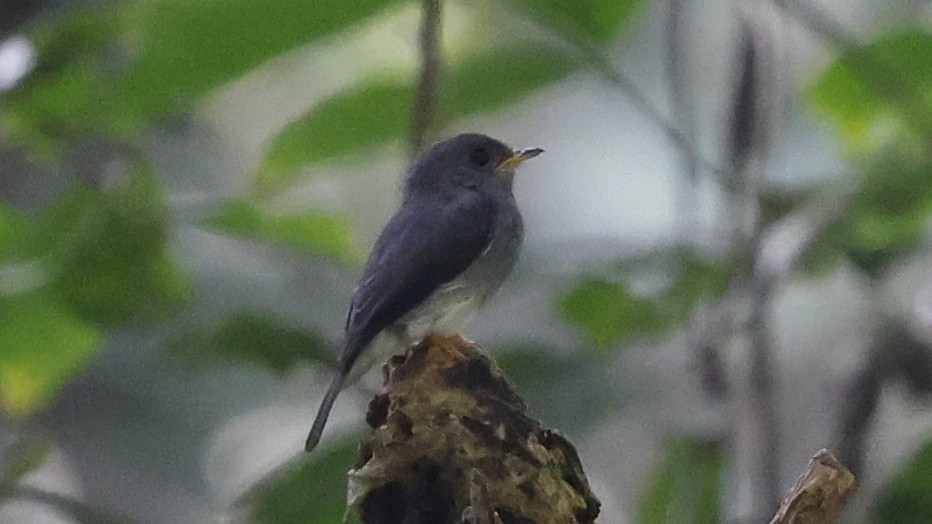 Yellow-footed Flycatcher - ML649459994
