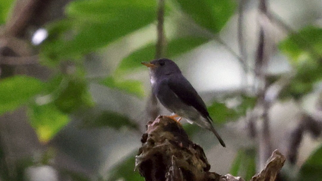 Yellow-footed Flycatcher - ML649459995