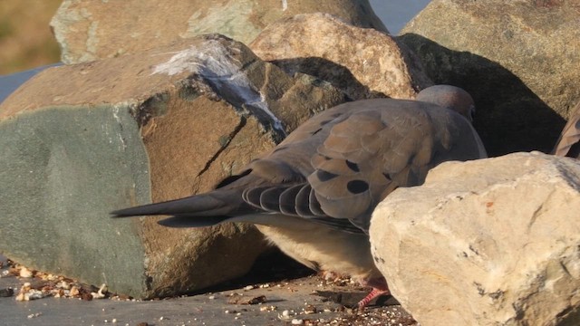 Tourterelle triste - ML649459998