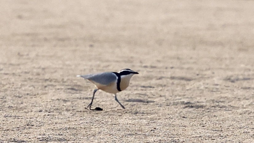 Egyptian Plover - ML649460094