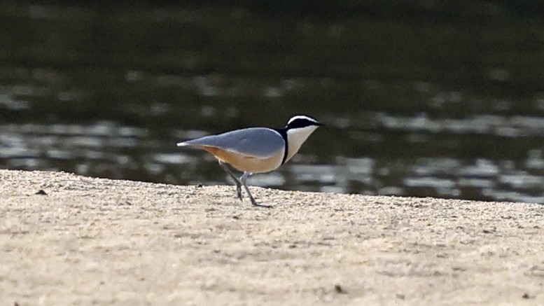 Egyptian Plover - ML649460095