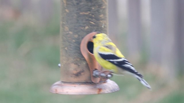 Chardonneret jaune - ML649460097