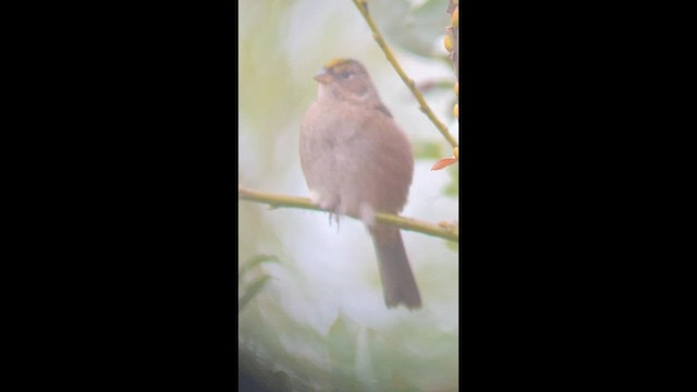 Bruant à couronne dorée - ML649460100