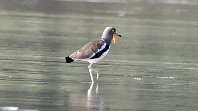 White-crowned Lapwing - ML649460124