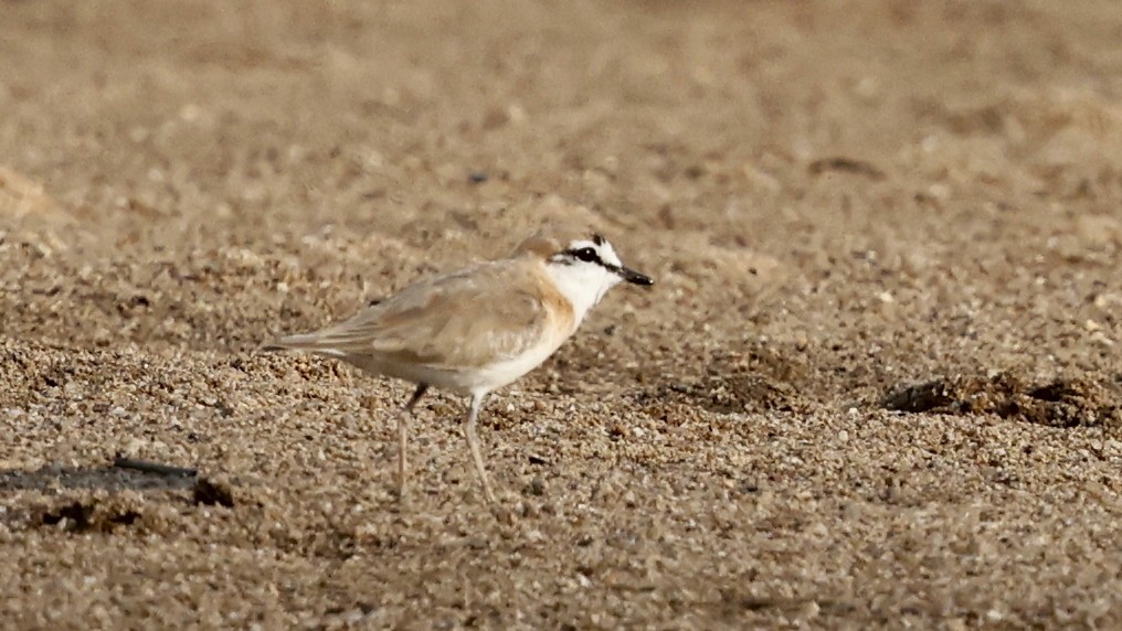 White-fronted Plover - ML649460133