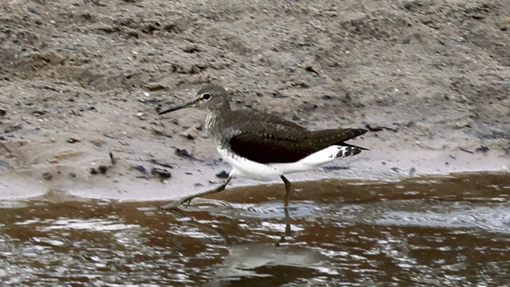 Piro piro culbianco - ML649460145