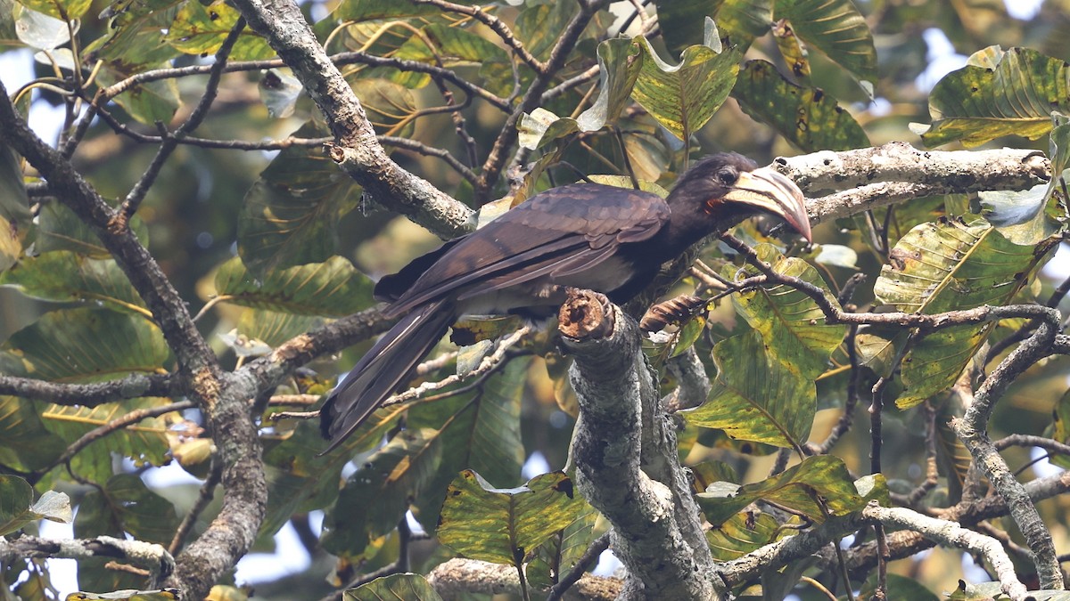 Congo Pied Hornbill - ML649460177