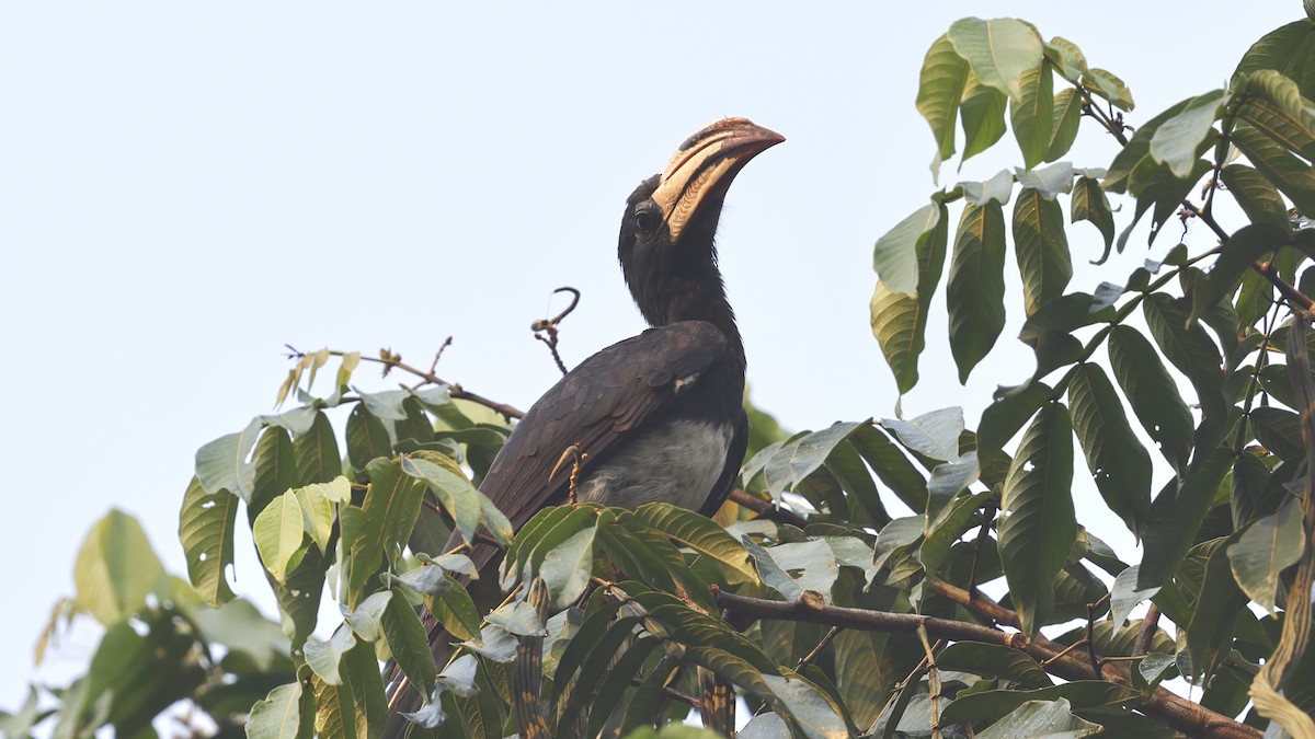 Congo Pied Hornbill - ML649460178