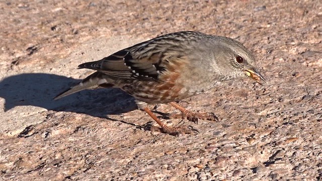 Accenteur alpin - ML649460187