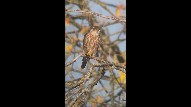 Faucon émerillon (columbarius) - ML649460369