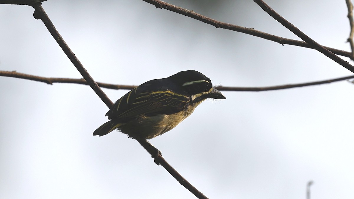 Yellow-throated Tinkerbird - ML649460401