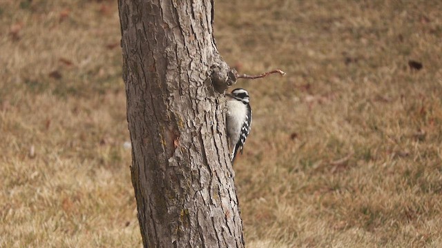 Pic mineur - ML649460427