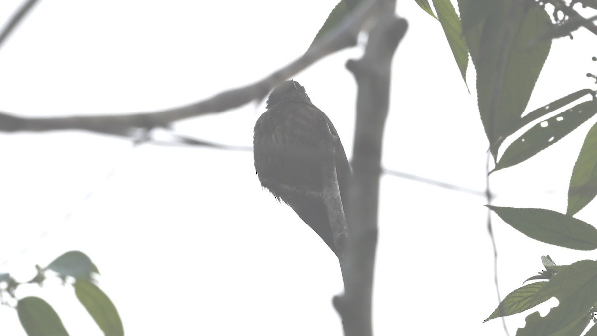 Sooty Flycatcher - ML649460444