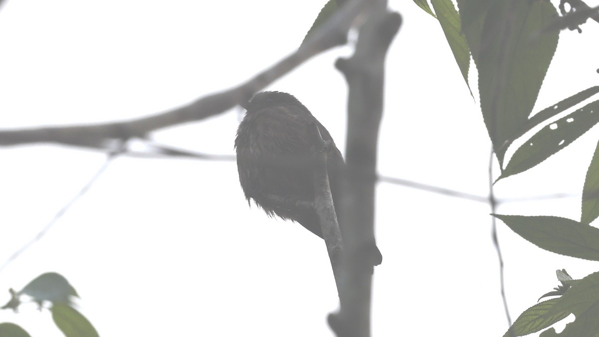 Sooty Flycatcher - ML649460445