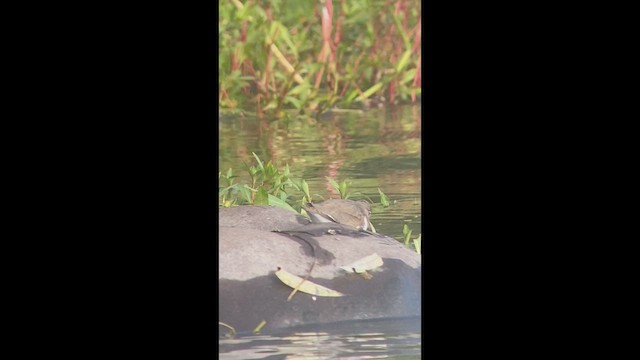 Chevalier grivelé - ML649460450