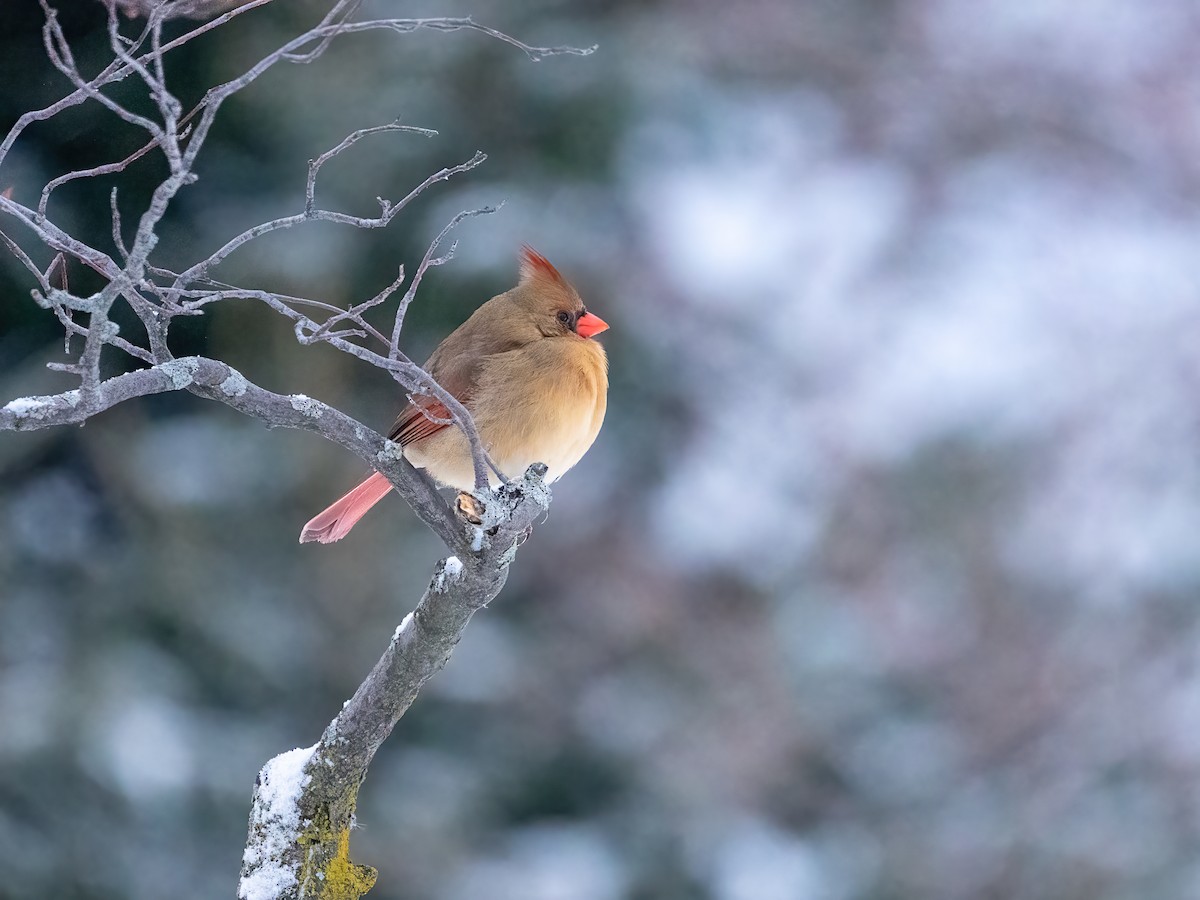 Northern Cardinal - ML649460473