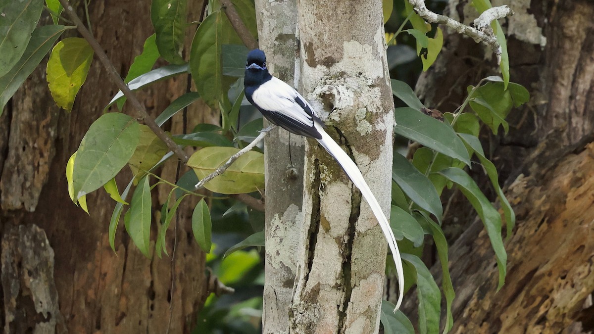 African Paradise-Flycatcher - ML649460603