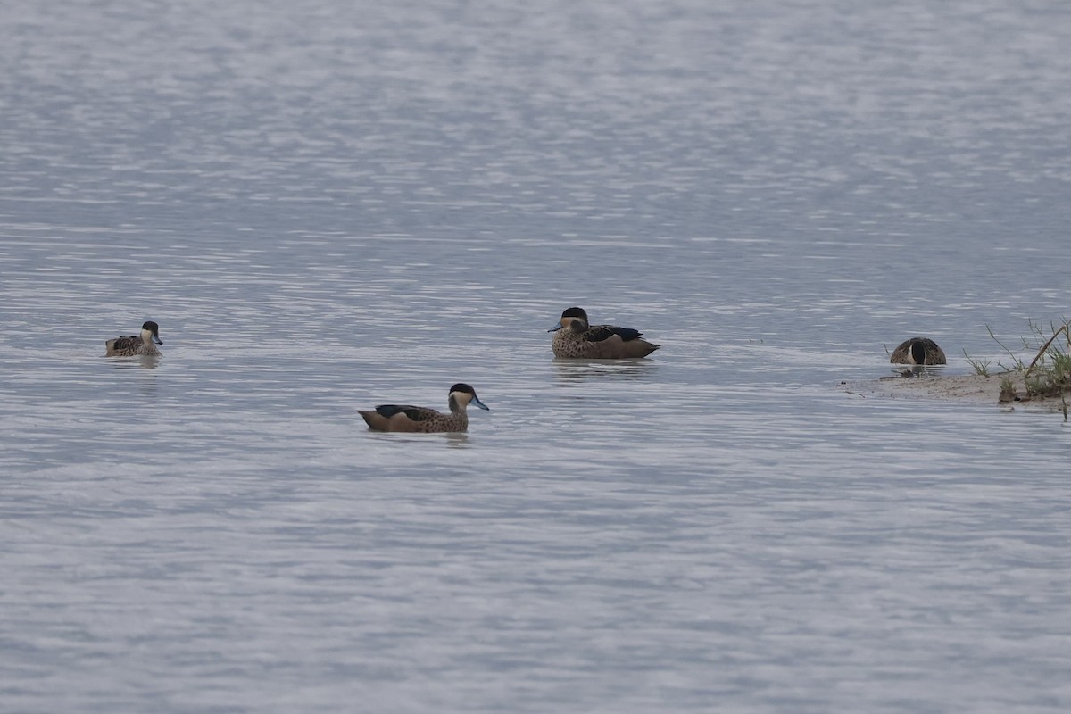 Sarcelle à bec bleu - ML649460633