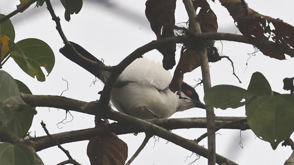 Red-eyed Puffback - ML649460712