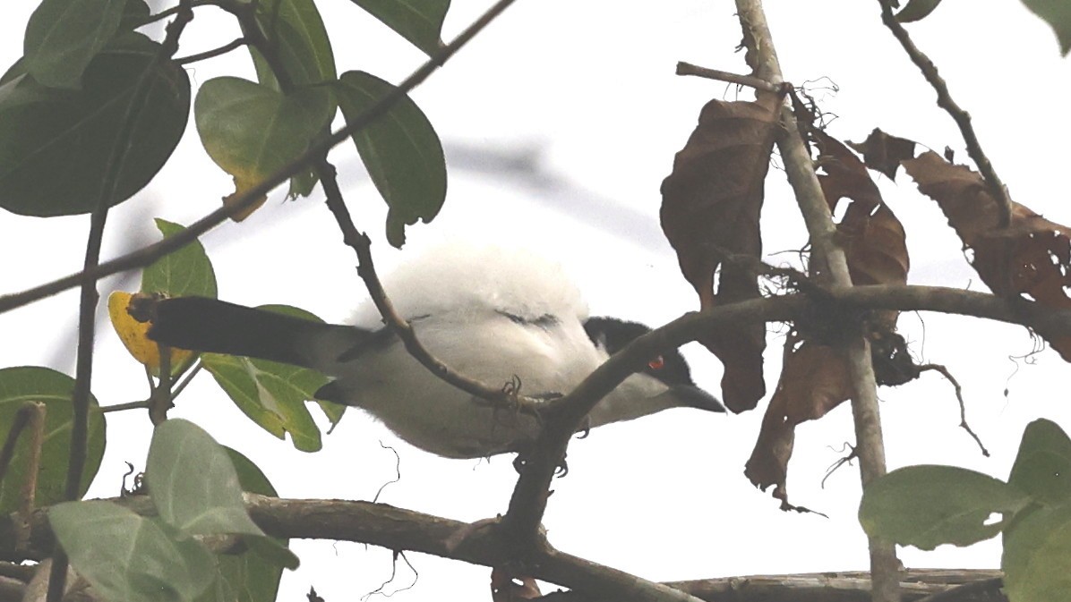 Red-eyed Puffback - ML649460713