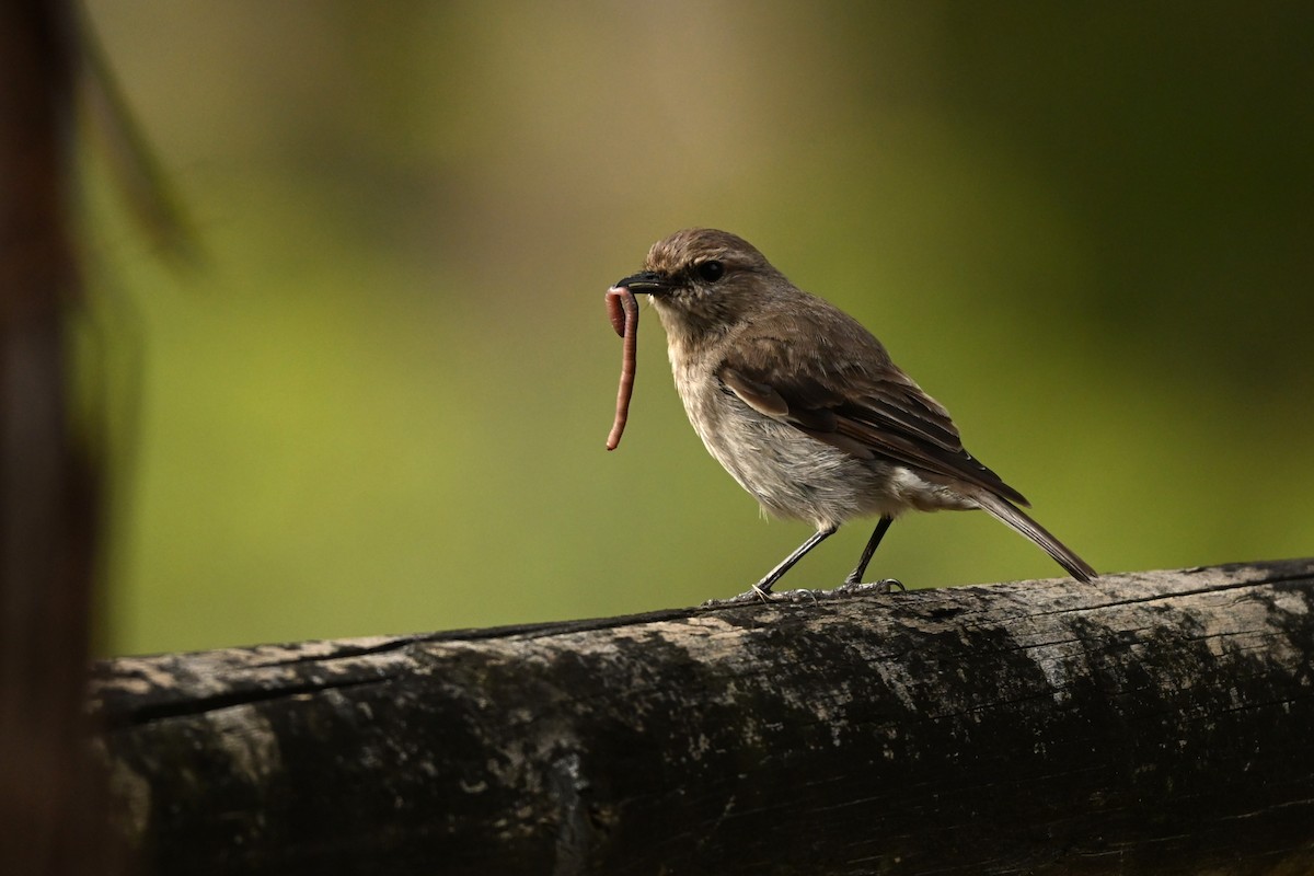 brunflueskvett - ML649460778