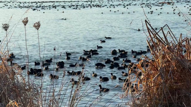 Foulque d'Amérique - ML649460803