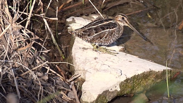 Bécassine des marais - ML649460808