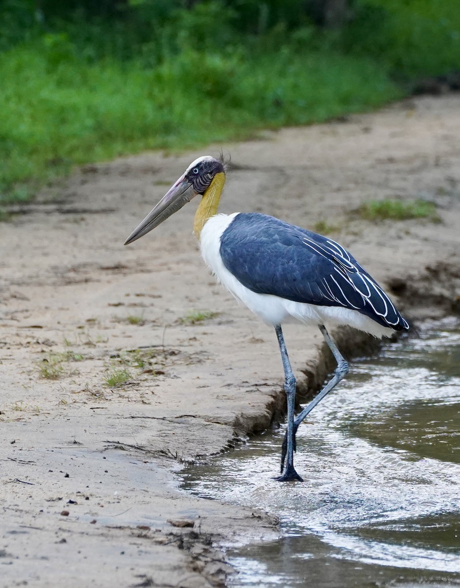 ML649460899 - Lesser Adjutant - Macaulay Library