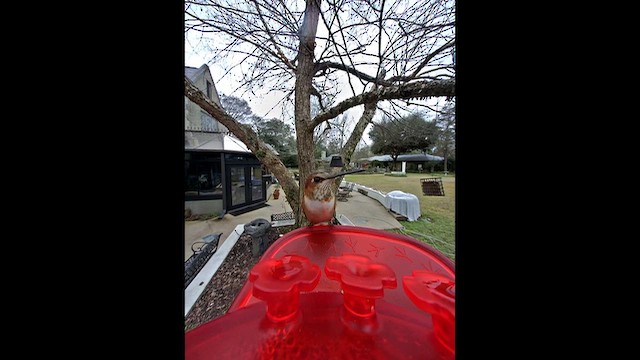 Colibri roux - ML649460940