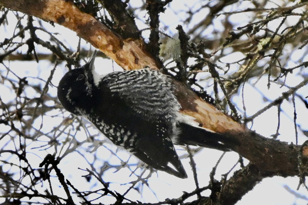 eBird Checklist - 23 Jan 2026 - Anse à Benjamin - 5 species