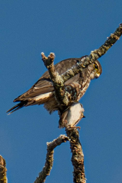 Merlin - ML649461007