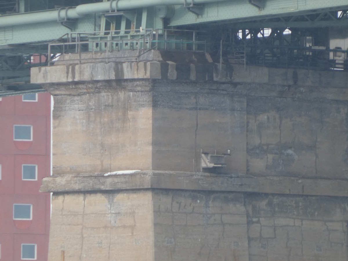 Peregrine Falcon - ML649461062