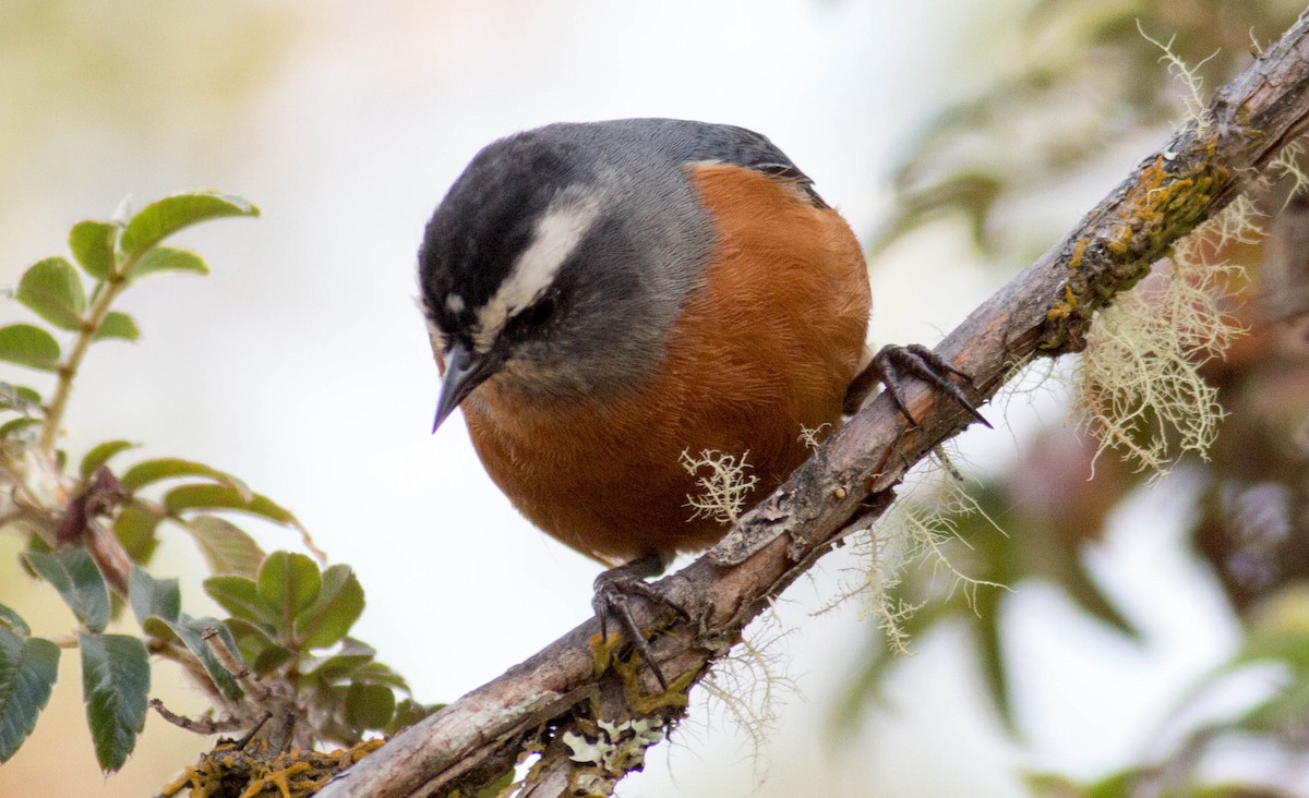 White-browed Conebill - Paul Fenwick