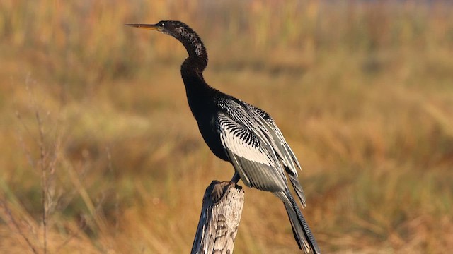 Anhinga d'Amérique - ML649461419