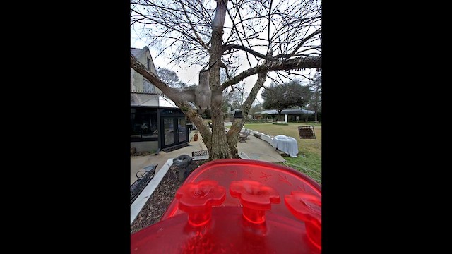 Colibri à gorge rubis ou C. à gorge noire - ML649461489