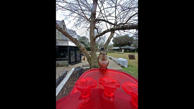 Colibri roux - ML649461576