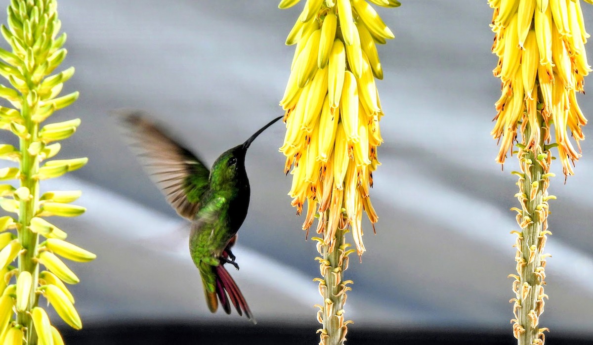 kolibřík tmavoprsý - ML649461681