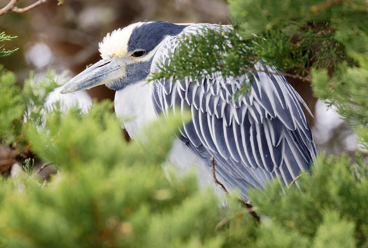 Yellow-crowned Night Heron - ML649461918