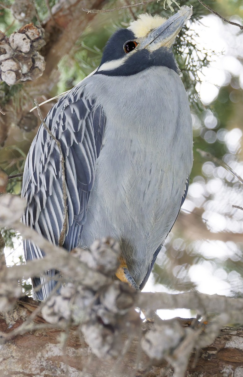 Yellow-crowned Night Heron - ML649461919