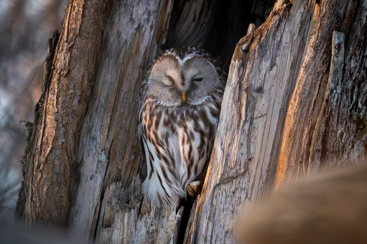 puštík bělavý - ML649462508