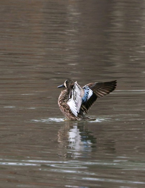 Sarcelle à ailes bleues - ML649462525