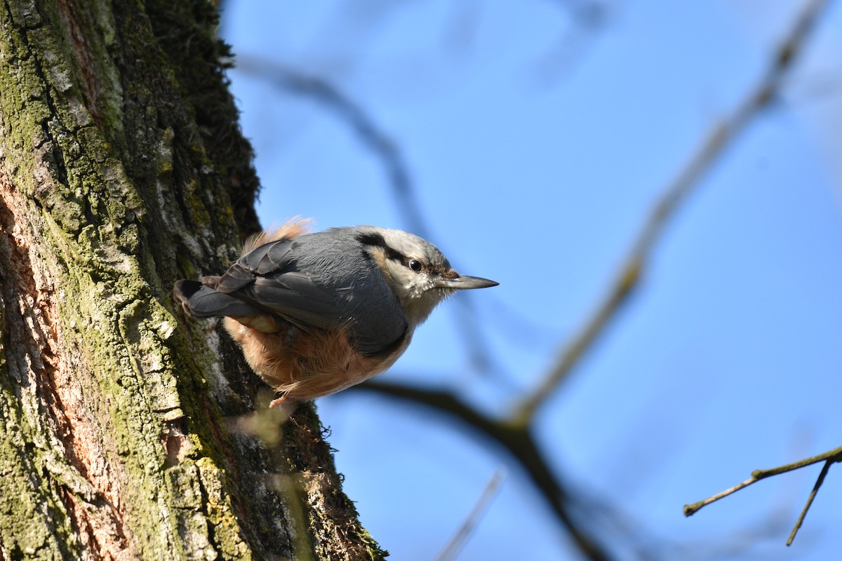 Повзик звичайний - ML649462561