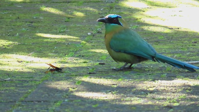 Motmot de Lesson - ML649462654