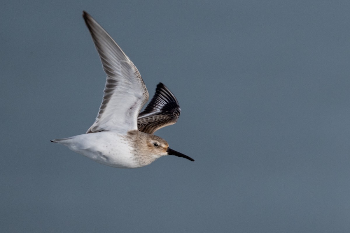 חופית אלפינית - ML649462738